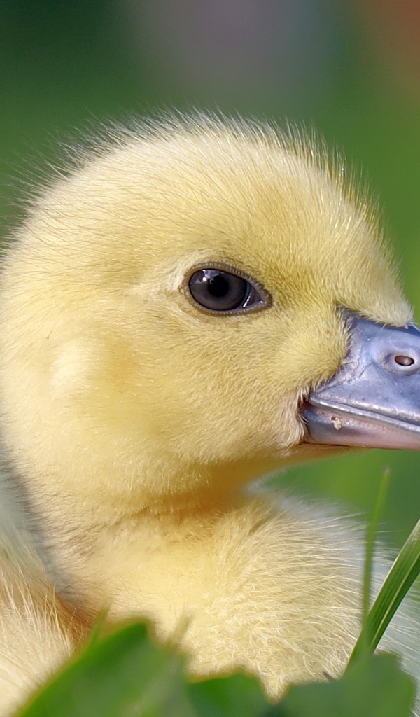 Желтый утенок в траве крупным планом