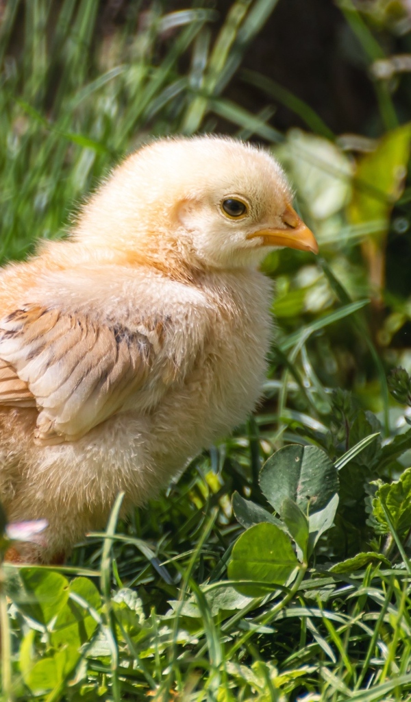 Желтый маленький цыпленок сидит в зеленой траве