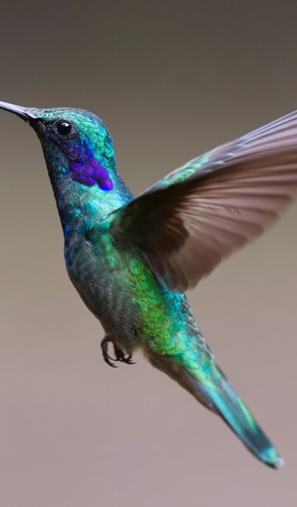 Маленькая разноцветная птица колибри крупным планом
