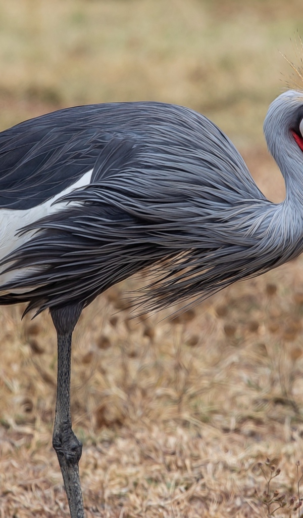 Красивый венценосный журавль