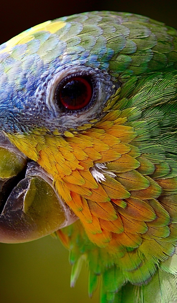 Голова зеленого попугая 