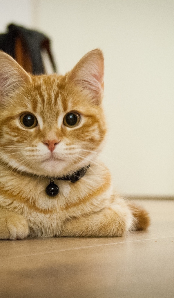 Красивый рыжий кот лежит у вазы с цветами