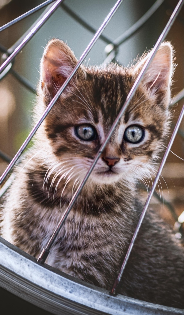 Серый маленький котенок прячется за колесом