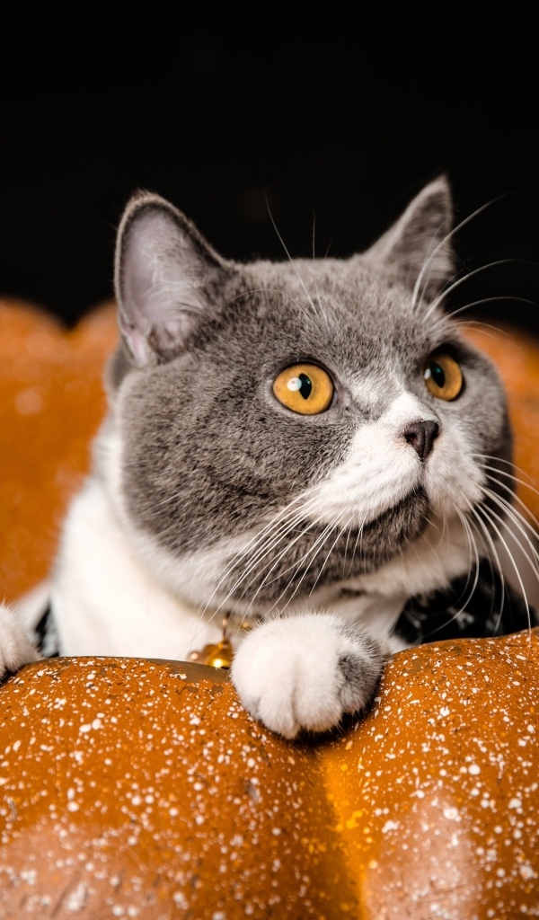 Породистый кот с желтыми глазами сидит в тыкве