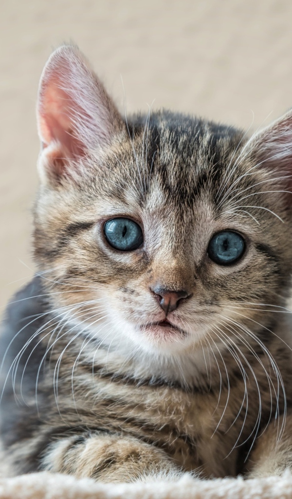 Маленький серый голубоглазый котенок лежит на лежанке