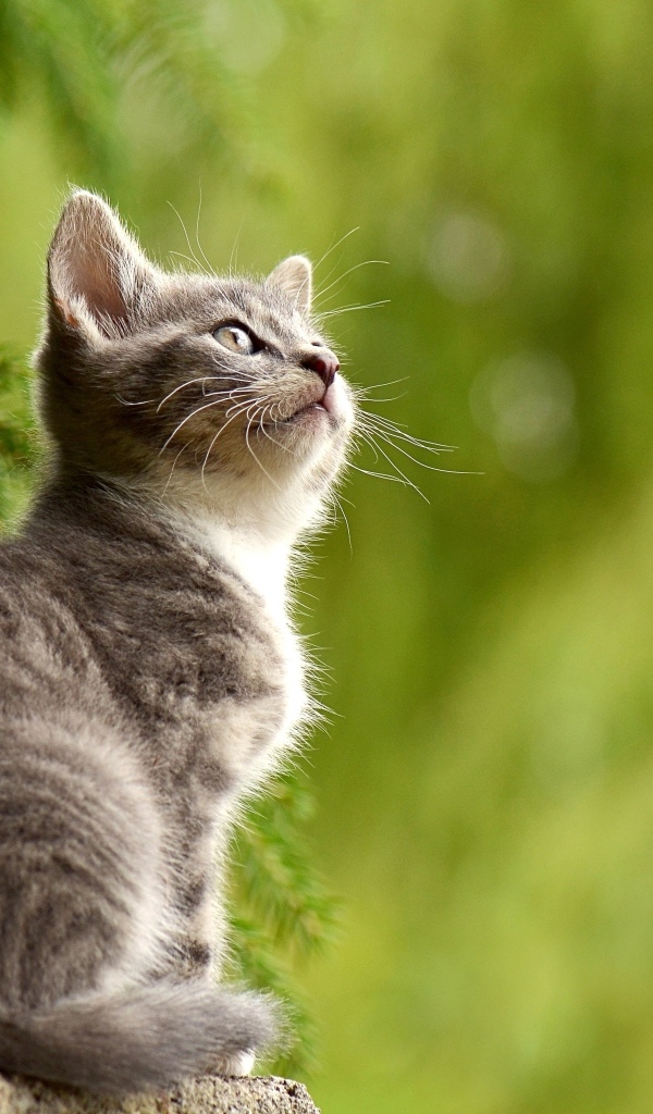 Маленький серый котенок сидит на пне у ели