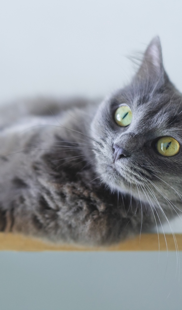 Красивый пепельный зеленоглазый кот