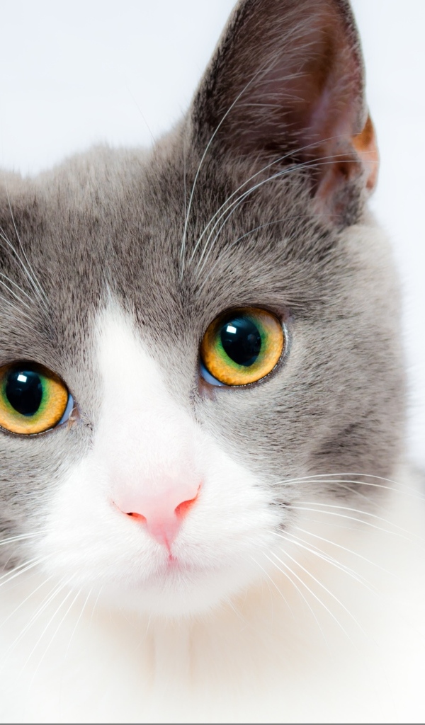 Красивый кот на белом фоне крупным планом