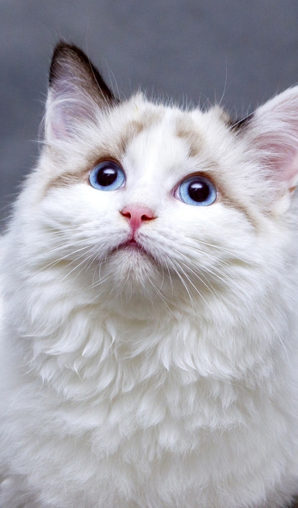 Красивая пушистая голубоглазая кошка 