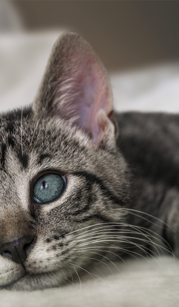 Красивый серый котенок лежит на кровати