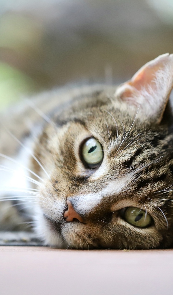 Красивый серый полосатый голубоглазый кот