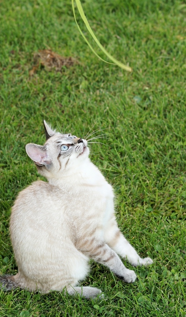 Красивая породистая кошка сидит на зеленой траве