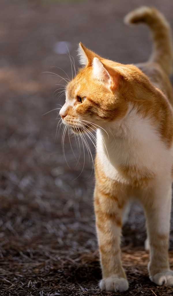 Красивый рыжий кот в лучах солнца