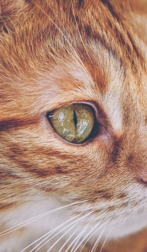 Красивый рыжий кот с большими зелеными глазами