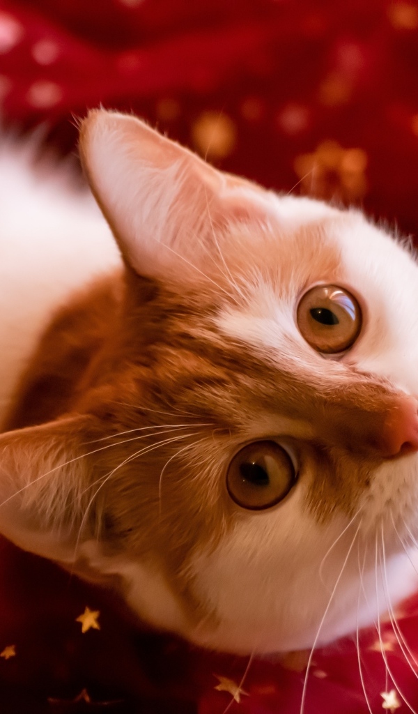 Красивые рыжие глаза у домашнего кота