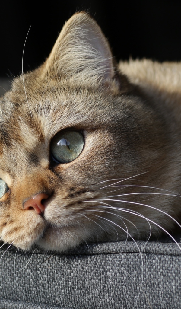 Красивый породистый зеленоглазый кот лежит на кровати