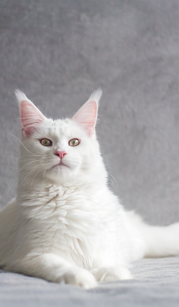 Красивый белый кот породы мейн кун