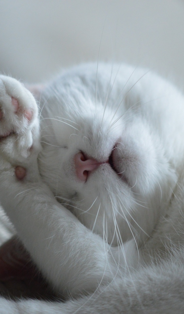 Красивый белый кот спит на кровати 