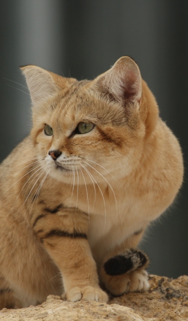 Красивый дикий барханный кот 