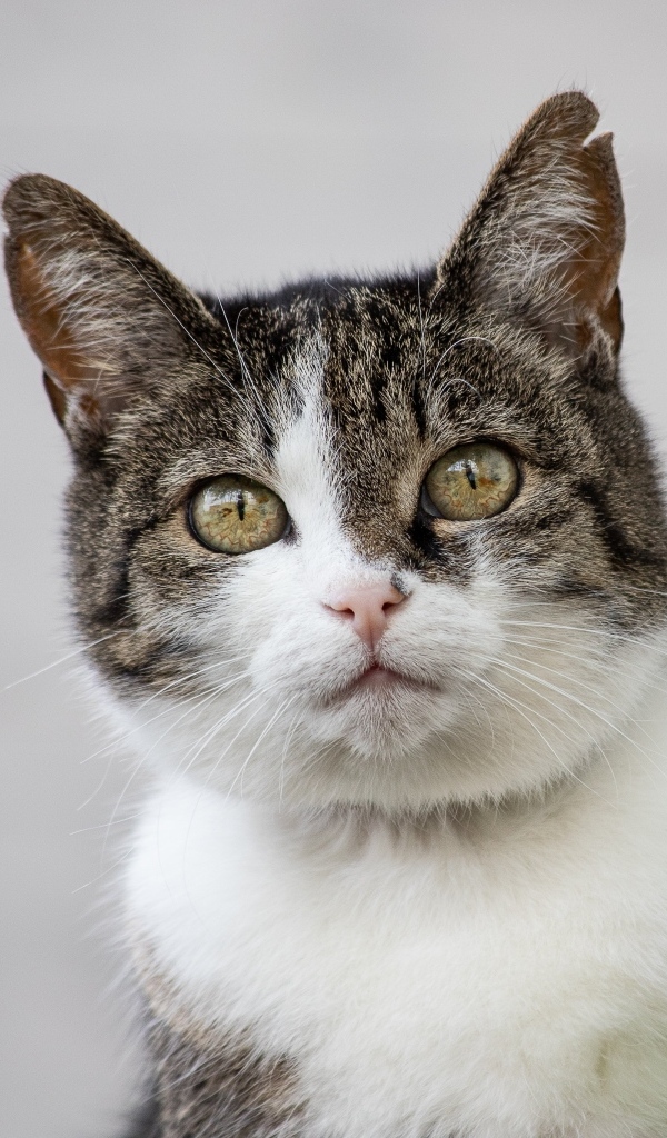 Красивый дворовой кот на сером фоне