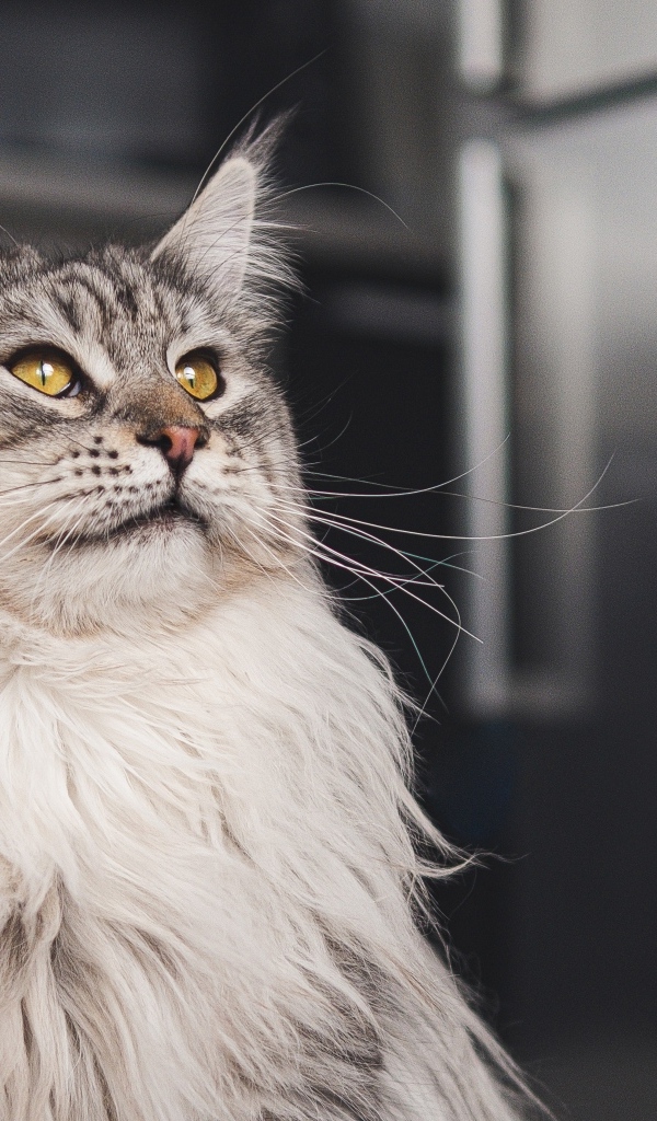 Большой красивый серый мейнкун 