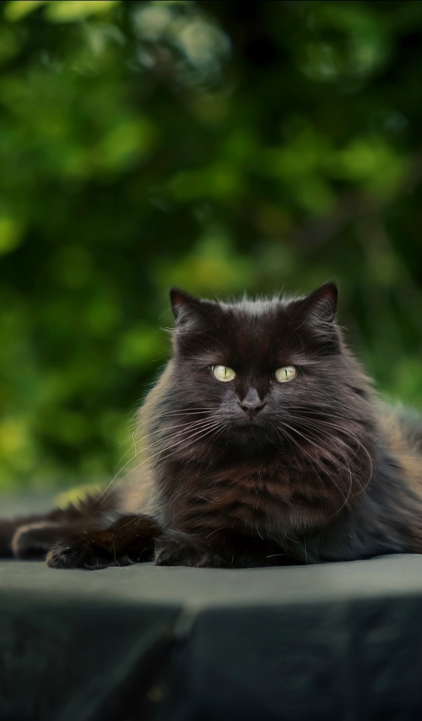 Большой черный кот лежит на столе