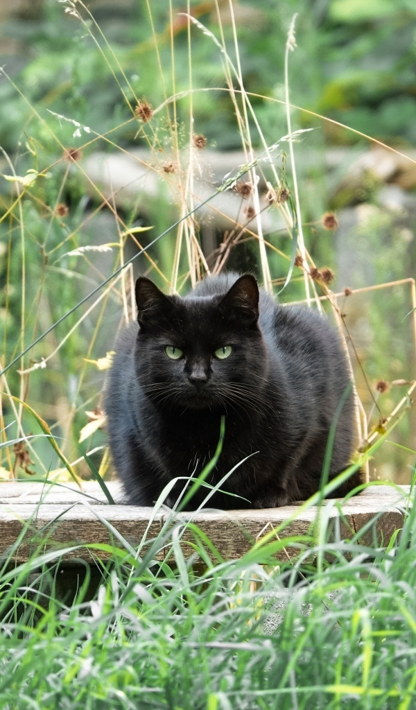 Большой черный кот сидит в зеленой траве