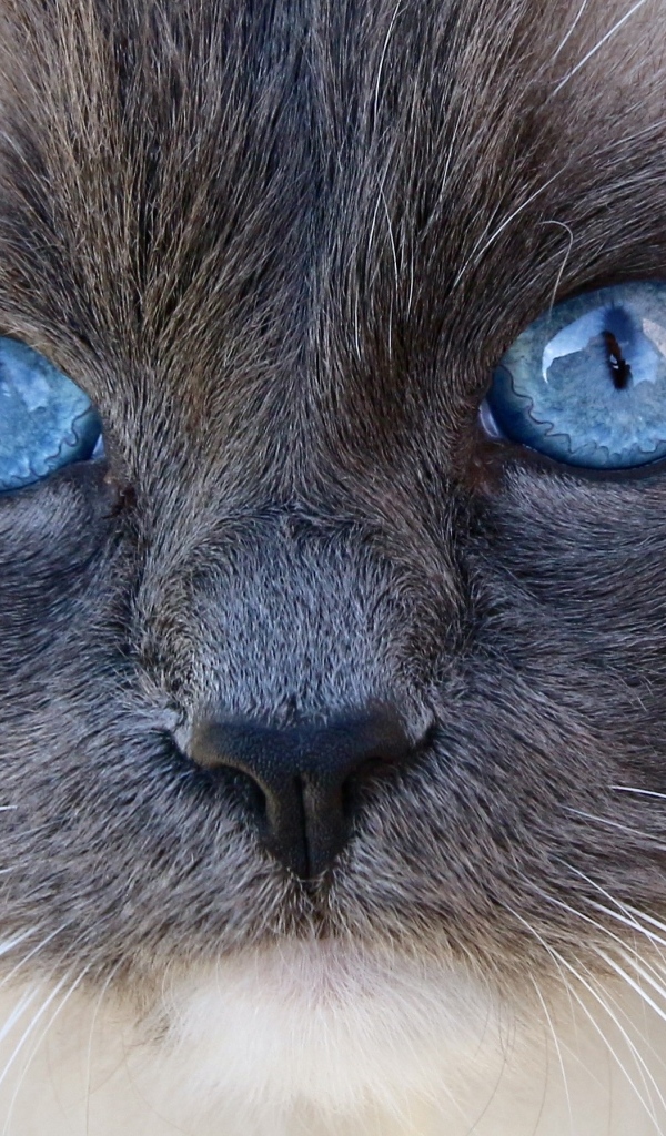 Большие голубые глаза породистой кошки крупным планом