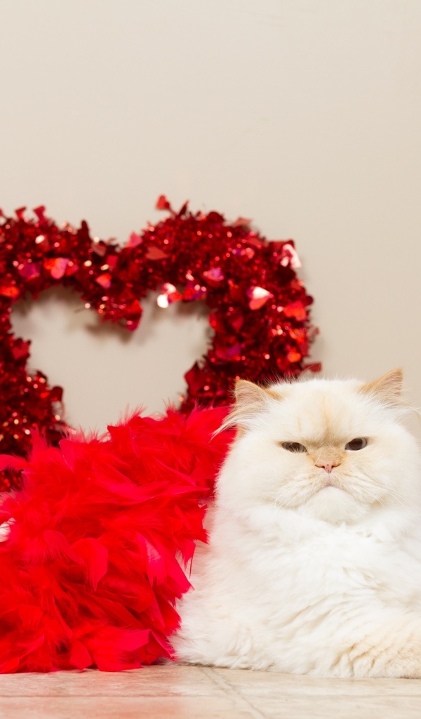 Большой пушистый кот с красным сердцем