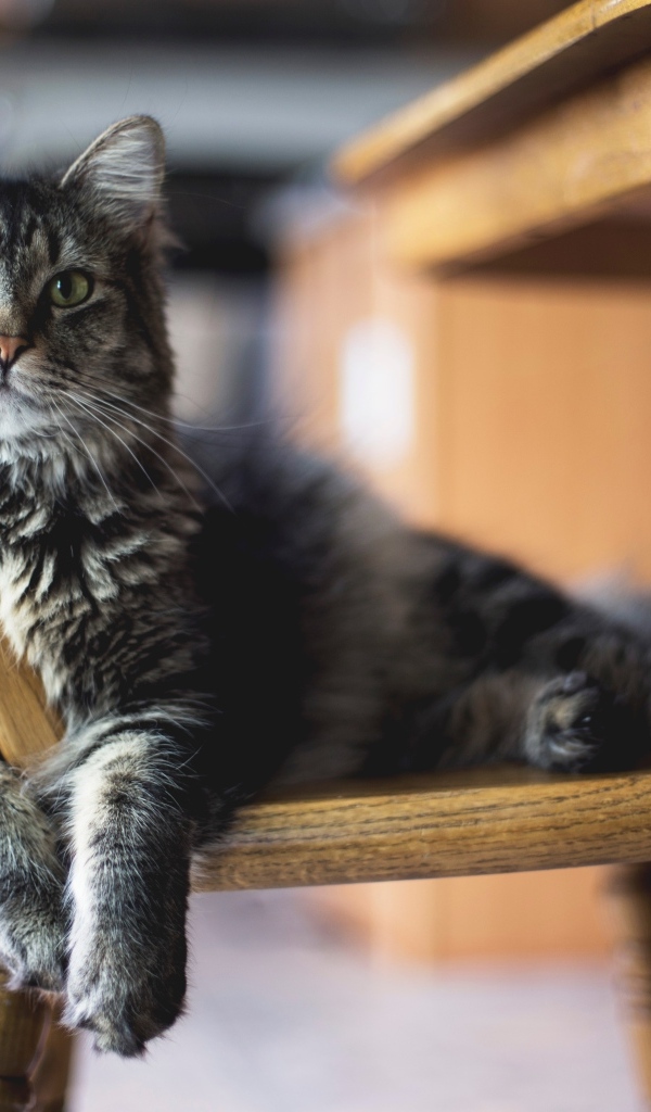 Большой серый кот лежит на стуле