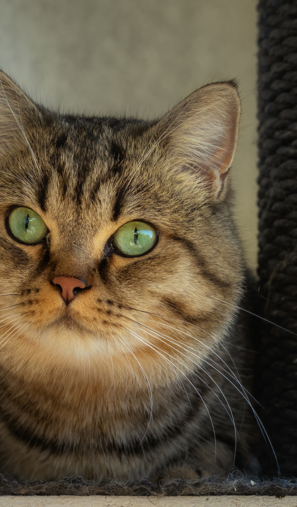 Большой серый кот с зелеными глазами