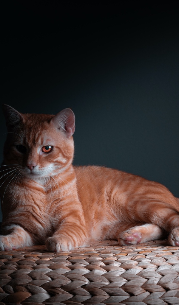 Большой рыжий кот на сером фоне