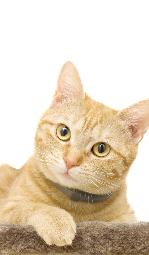 Большой рыжий кот на белом фоне