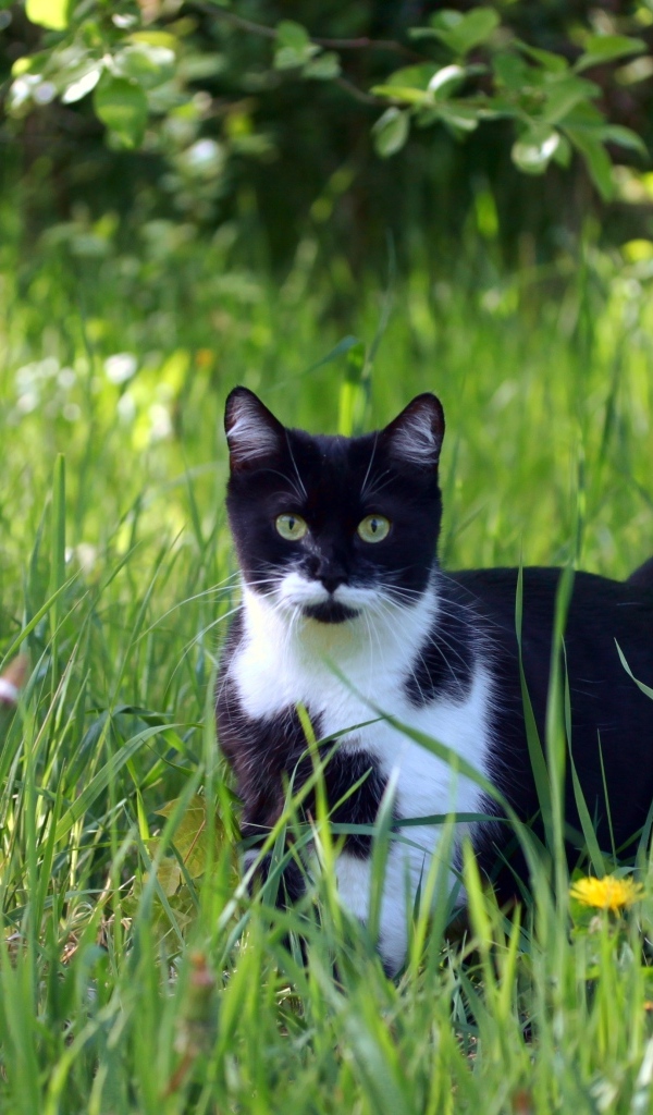 Черно-белый кот в зеленой траве
