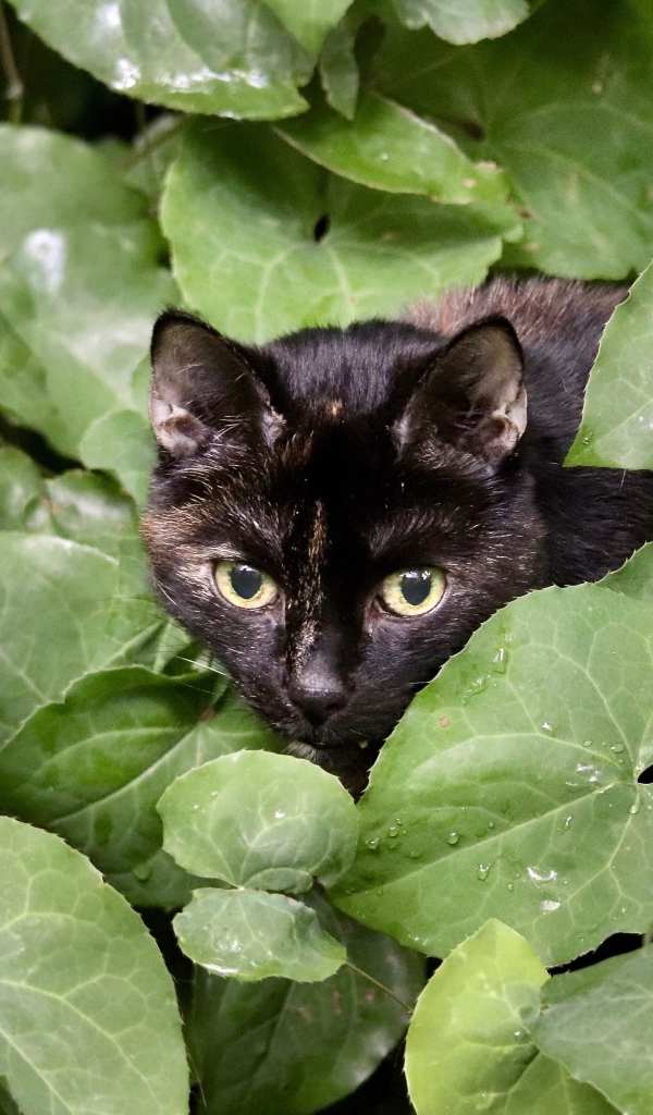 Черная кошка прячется в зеленых листьях