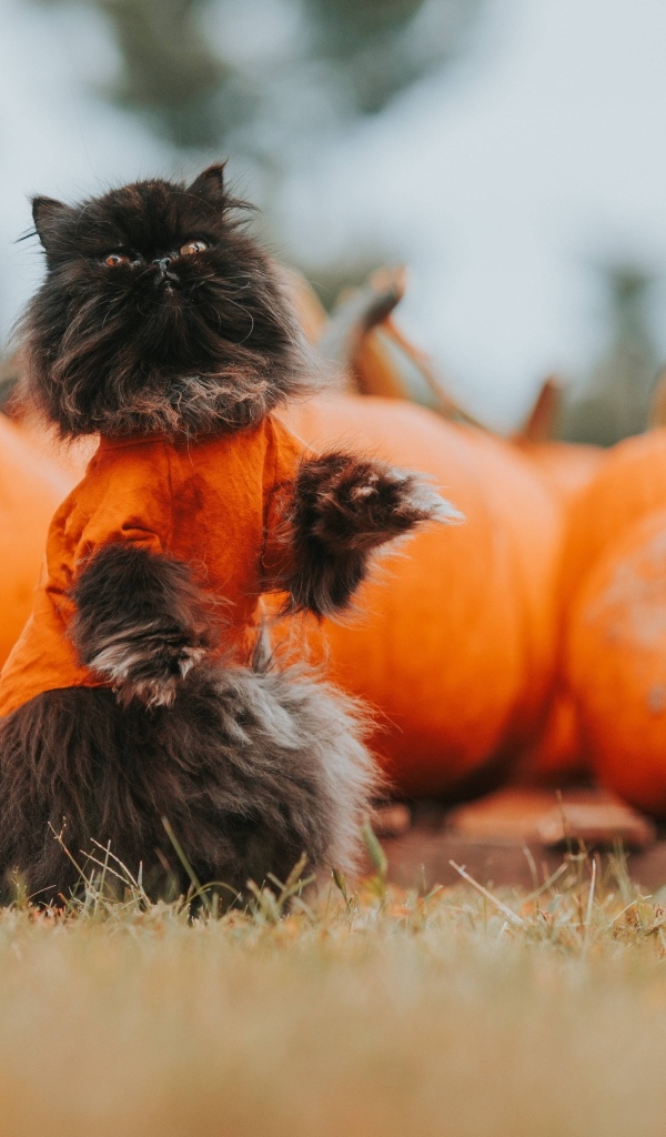 Черный кот с тыквами