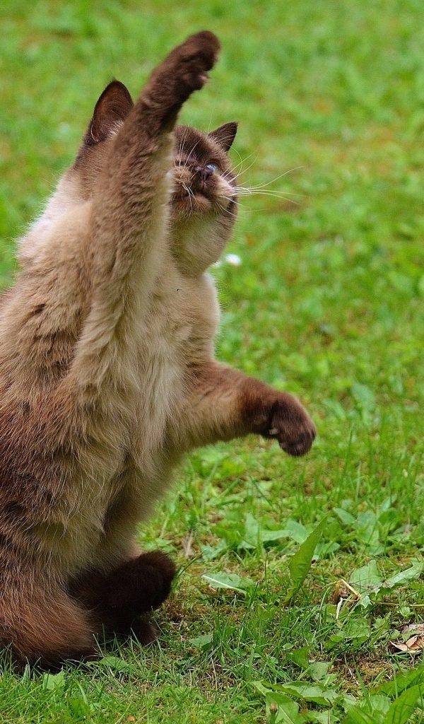 Котенок британской короткошерстной кошки с поднятой лапой