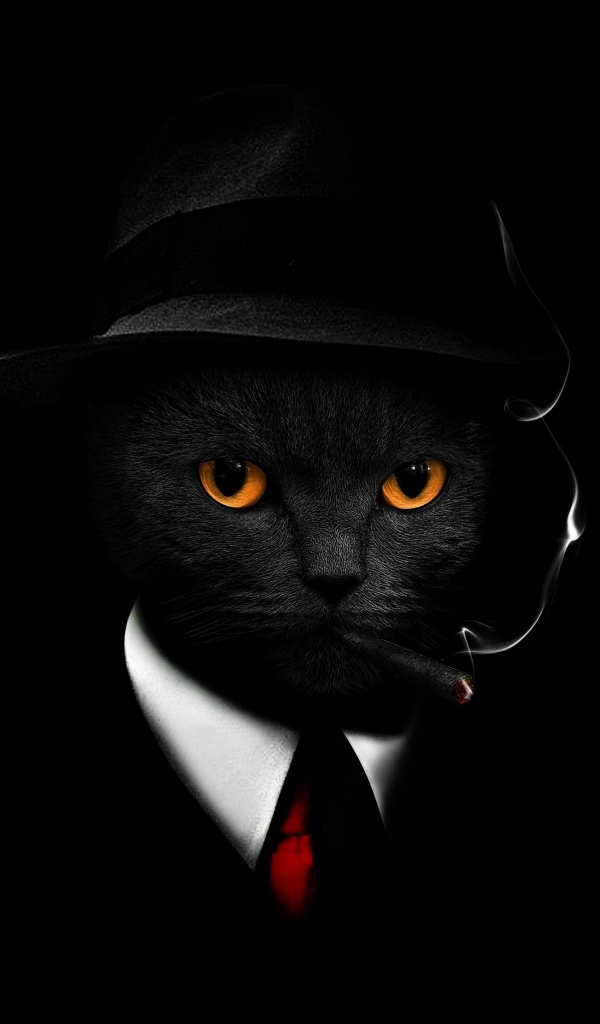 Кот в костюме на черном фоне