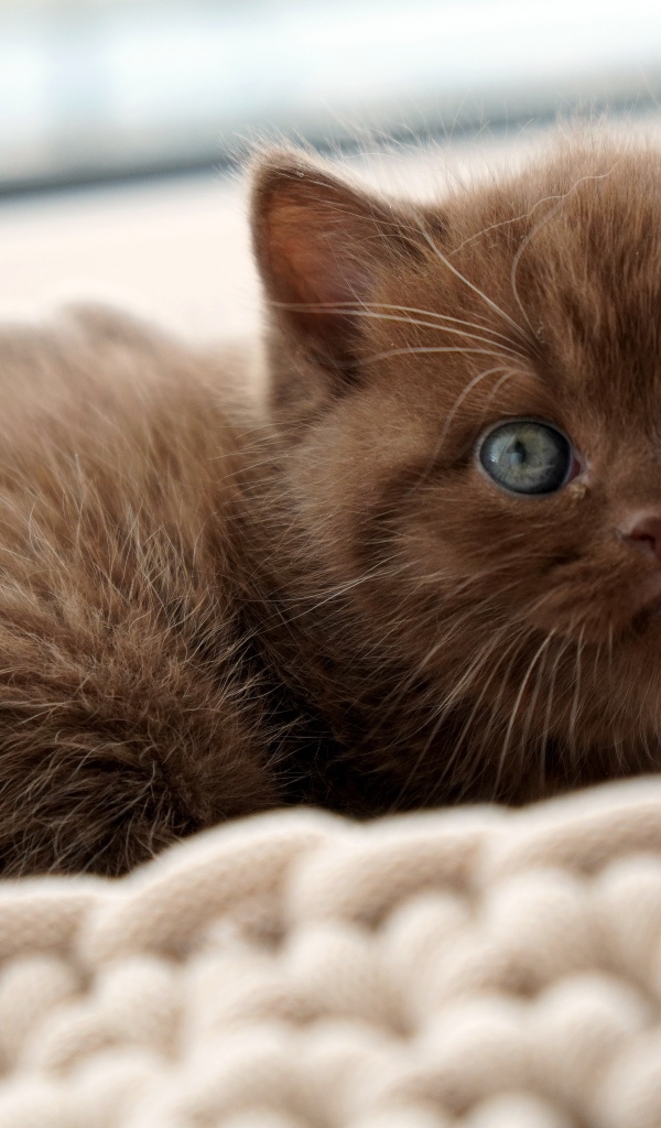 Милый котенок породы британская короткошерстная