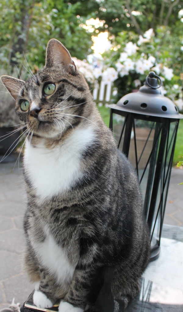 Милый серый домашний кот у клумбы