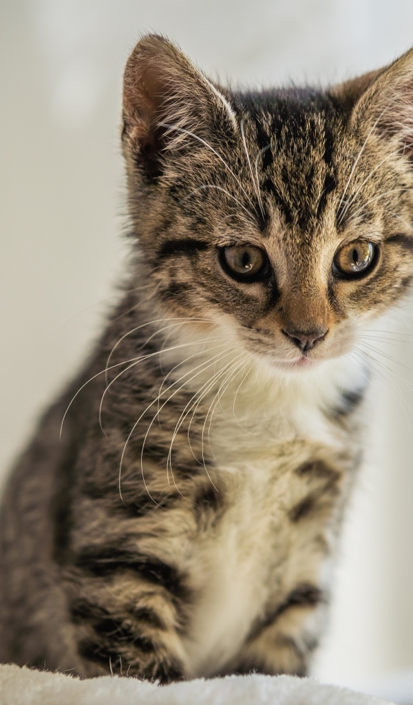 Милый серый котенок сидит на кровати