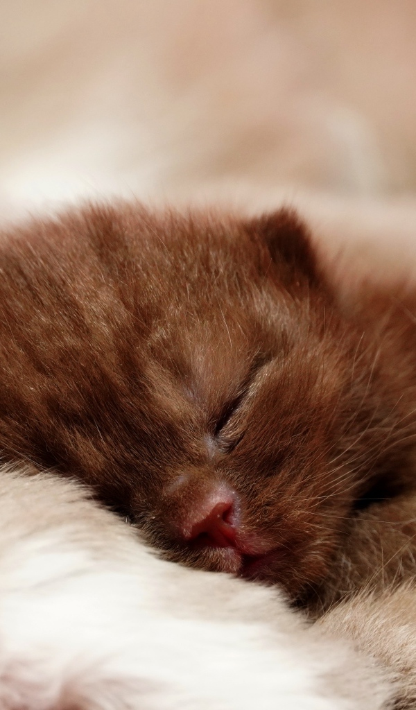 Милый спящий коричневый котенок