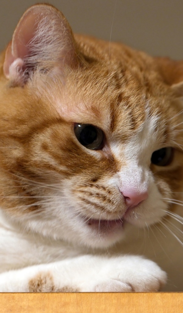 Недовольный рыжий кот крупным планом