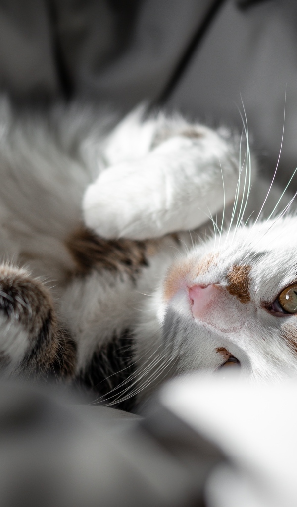 Домашний кот нежится в постели