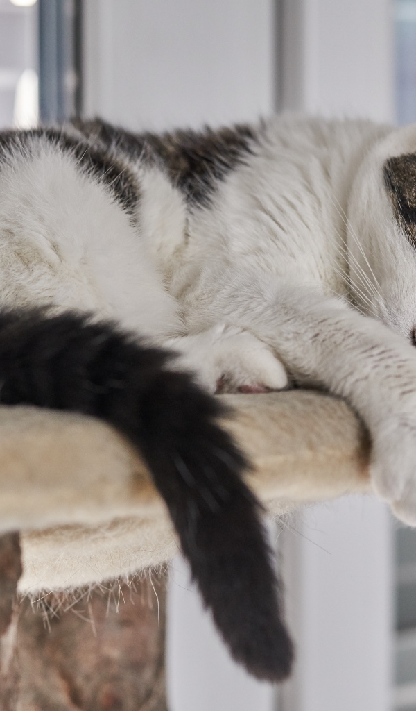 Домашний кот спит на лежанке