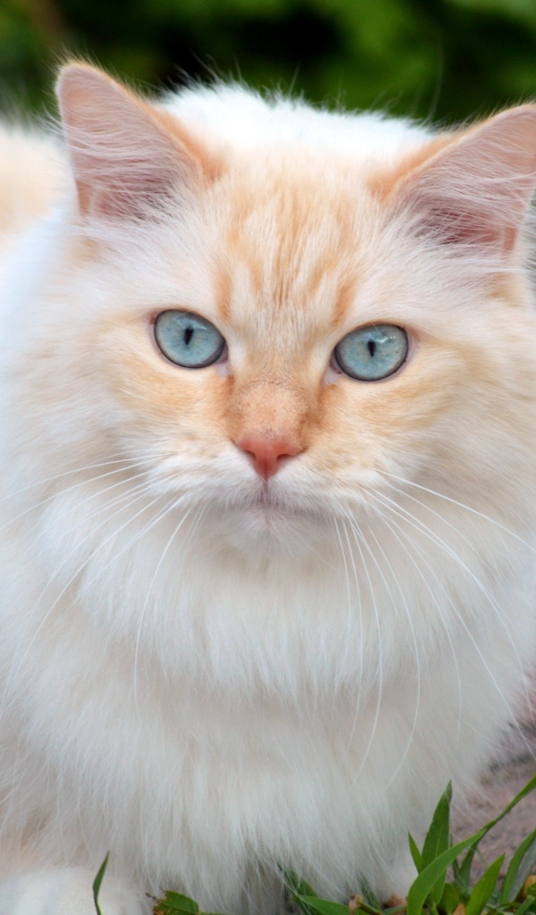 Пушистый кот с красивыми голубыми глазами