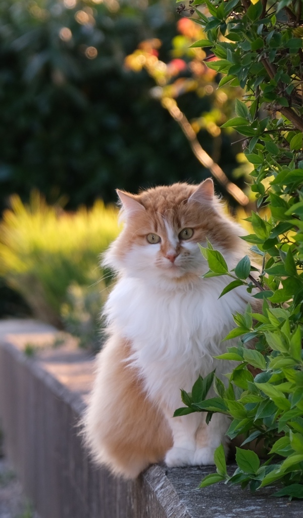 Пушистый рыжий с белым кот сидит у куста