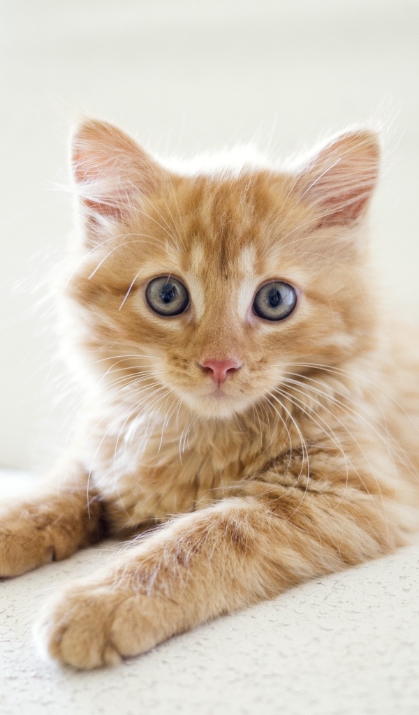 Испуганный рыжий котенок с большими глазами