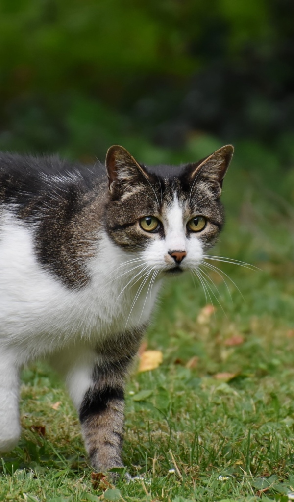 Серо-белый кот стоит на зеленой траве