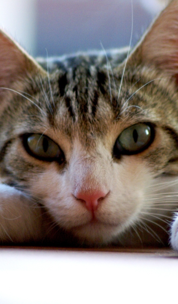 Серый с белым домашний зеленоглазый кот